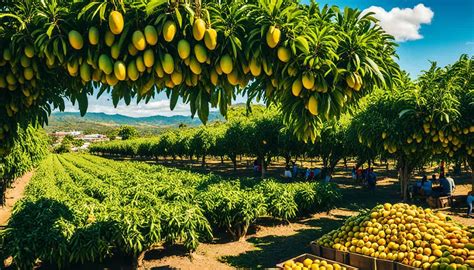 mango capital city of the philippines|6 Must.